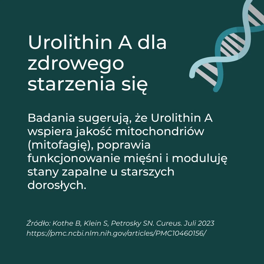 Jak Urolithin A wspiera zdrowe starzenie – badania o mitofagii, sile mięśni i jakości mitochondrió